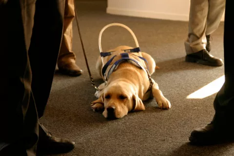 Perro guía tumbado en un local público