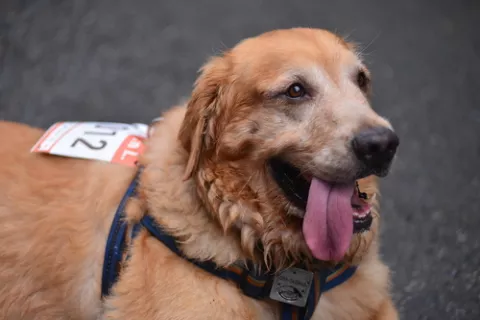 Un perro preparado para participar en la Sanperrestre