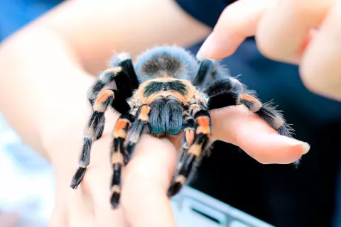 Tarántula en la mano de una persona