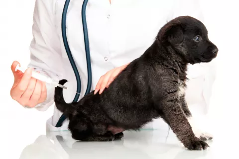 Veterinario administrando la terapia génica a un perro