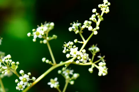 Tripterygium wilfordii Hook f.