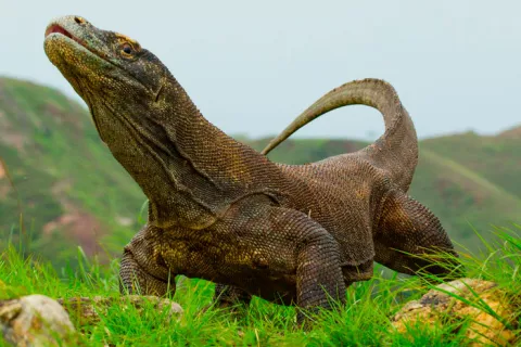 Lagarto de komodo