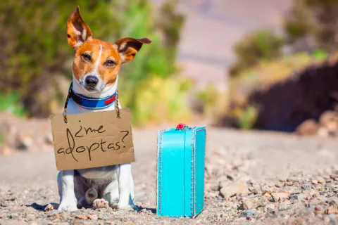 Un perro con un cartel en el que pregunta si le adoptan