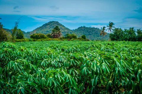 Campo de cultivo de yuca transgénica