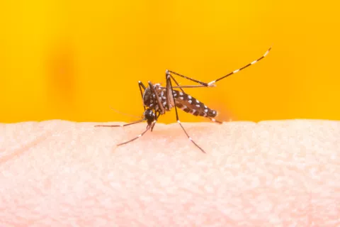 Mosquito transmisor del dengue