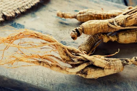 Extracto de ginseng para combatir la obesidad