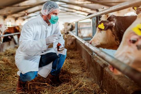 Veterinario con uniforme protector analizando una vaca