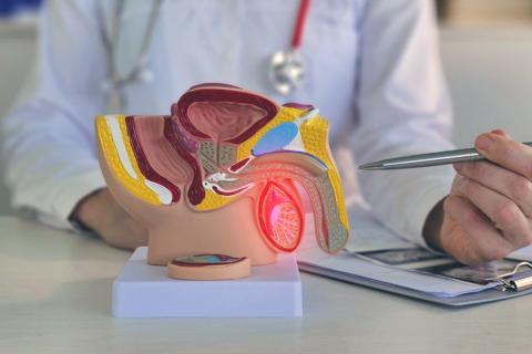 Doctor con un modelo 3D del aparato reproductor masculino