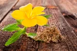 Damiana, un estimulante natural que combate la apatía Damiana, remedio natural contra la apatía