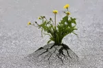 Resiliencia Flores creciendo en el asfalto, concepto de resiliencia