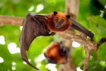 Virus Nipah Murciélago de la fruta