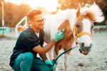 Primeros auxilios para caballos Veterinario atendiendo a un caballo