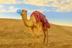 El virus del camello Camello con mascarilla en el desierto
