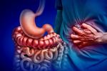 Ilustración del intestino humano