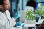 Sanitario hace pruebas con cannabis en el laboratorio