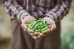 Agricultor muestra un puñado de aceitunas verdes en sus manos