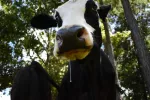 La baba de vaca puede aliviar a pacientes con hernia discal tras la cirugía Cabeza de una vaca a la que se le cae la baba