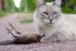 Los gatos puede contraer gripe aviar y contagiarla Un gato tumbado al aire libre junto a un pájaro que ha cazado
