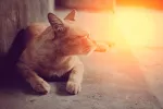 Quemaduras solares en las mascotas Gato en la calle mirando hacia el sol