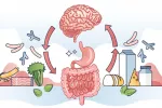 Eje intestino-cerebro y alimentos que influyen en la microbiota intestinal Ilustración que muestra la relación bidireccional entre el intestino y el cerebro y la influencia de los alimentos