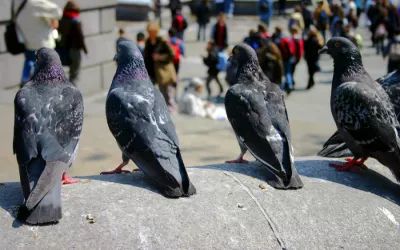 Animales con personalidad Grupo de palomas en una ciudad