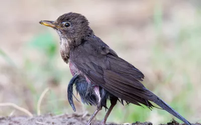 Virus Usutu Mujer con dolor de cabeza y fiebre por un virus