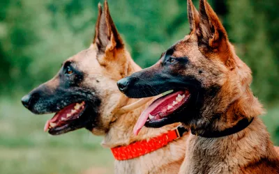 Pastor belga Malinois Pastor belga Malinois: inteligente y lleno de energía