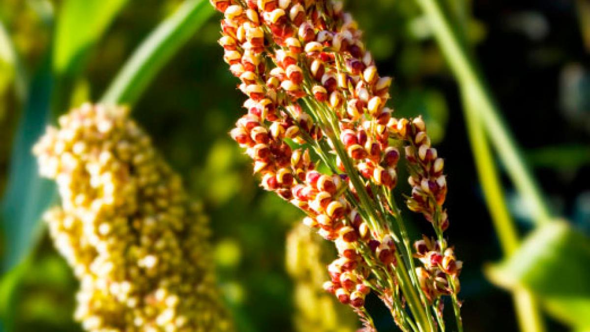 Quinoa o quinua, qué es y por qué tiene tanto valor nutricional