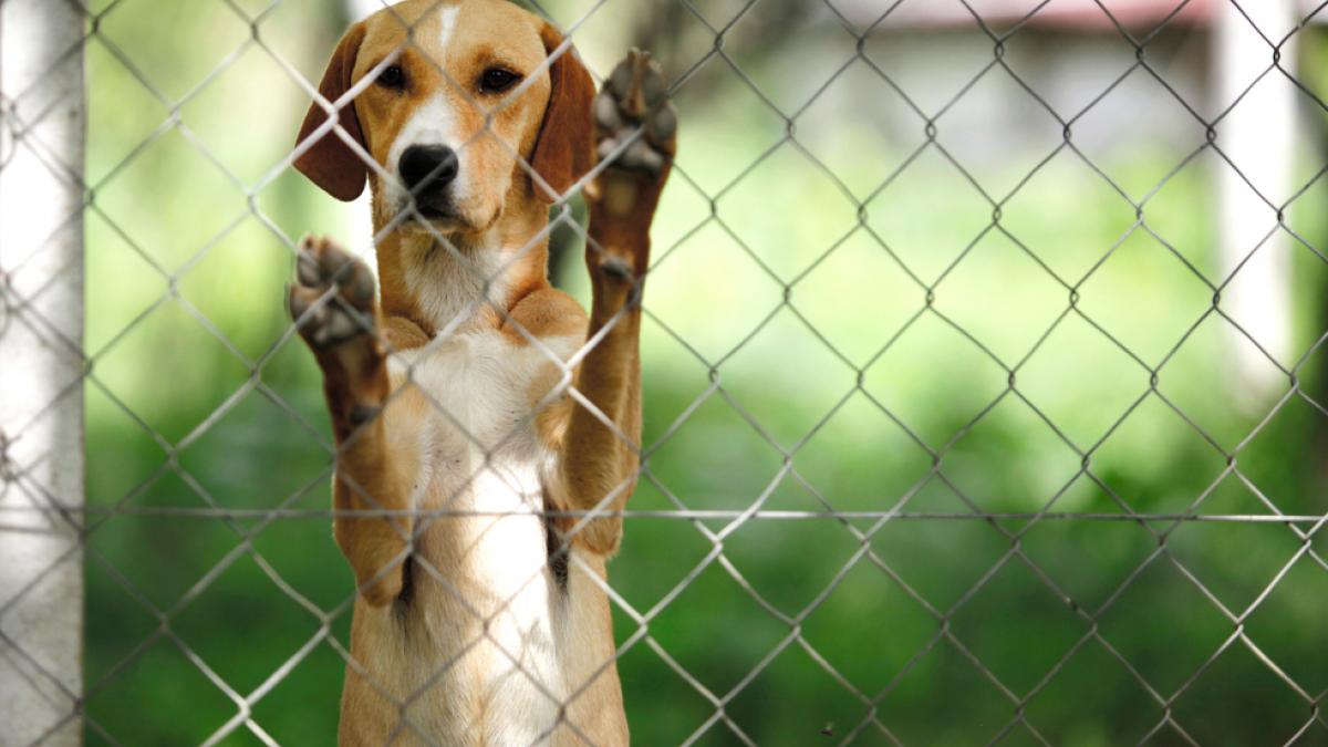 cuánto tiempo mantienen los perros en los refugios de animales