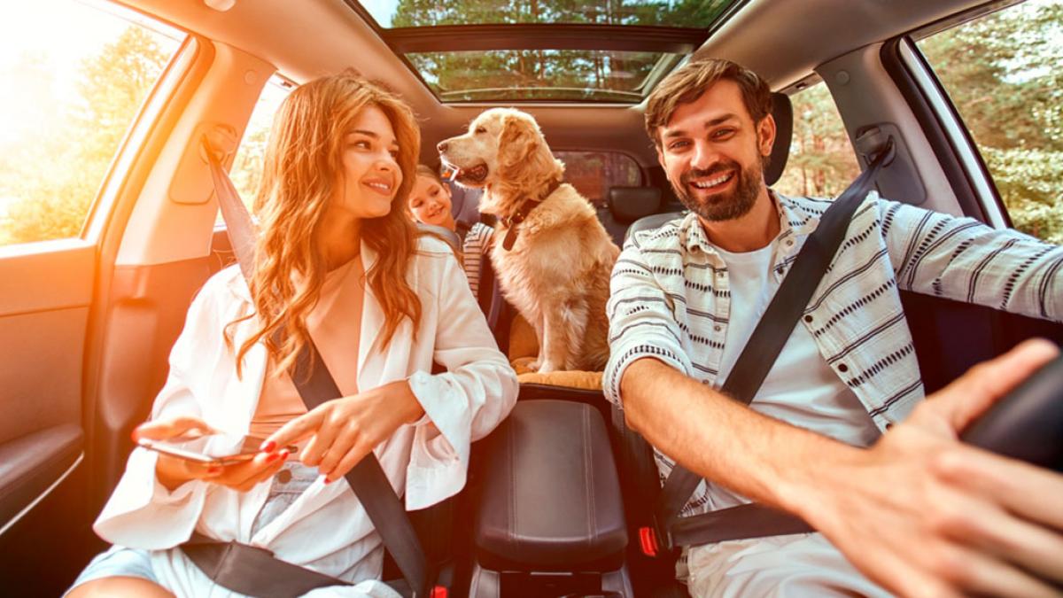 Viajar en coche con tu perro: consejos prácticos para no se maree